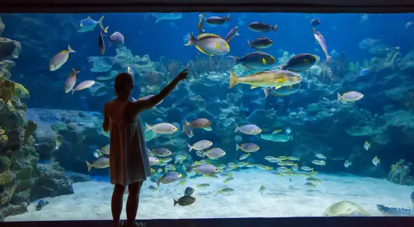 Oceanarium w Łebie: Czy warto? Co musisz wiedzieć przed wizytą