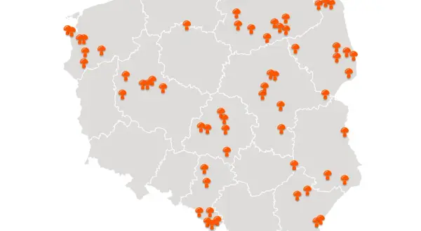 Mapa Polski z zaznaczonymi pomarańczowymi grzybami w różnych regionach.
